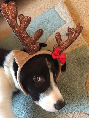christmas-buddy